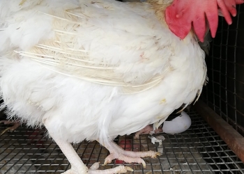 Куры несушки