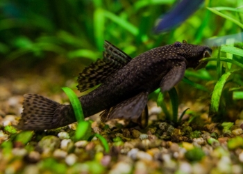 Сомики-прилипалы