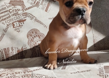 Щенки французики РКФ