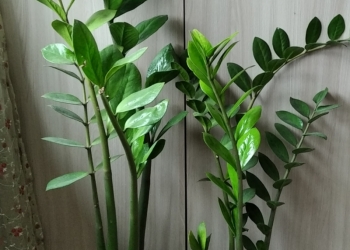 Цветы комнатные