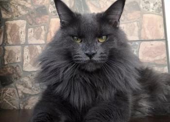 Котята породы Мейнкун