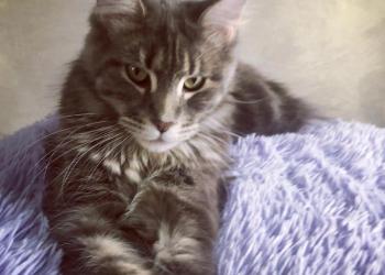 Котята породы Мейнкун