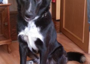 чудесная собака