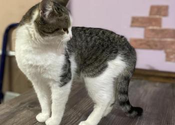 Котенок дар