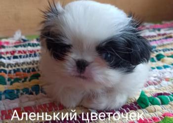 Щенки японского хина