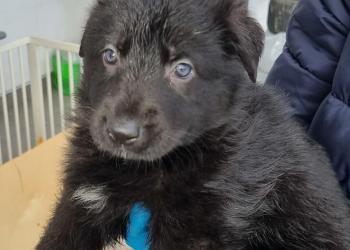 Щенки немца