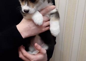 Щенки Корги мальчики и девочки