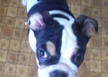 Продам щенка девочку