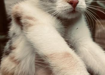 В хорошие руки