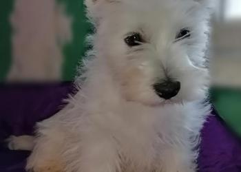 Мальчик 2,5 месяца