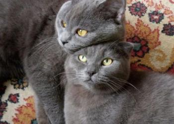 Котята