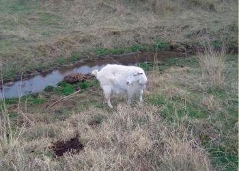 Продаю козу