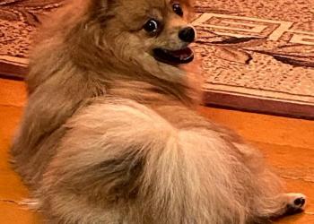 Пес ищет новых хозяев