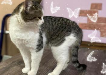 Кошечка, котенок в хорошие руки