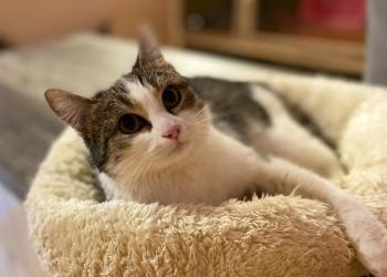 Кошечка, котенок в хорошие руки