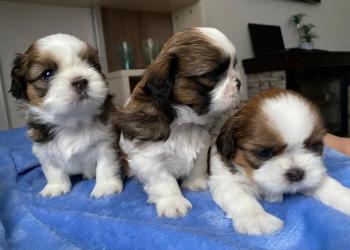 Собачки ши тцу