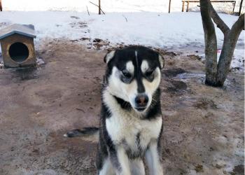 Отдам в хорошие руки