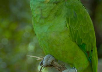 Жолтошейный амазон.