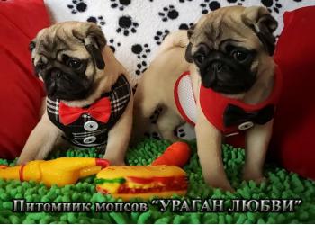 Мопс. Щенки мопса из питомника.