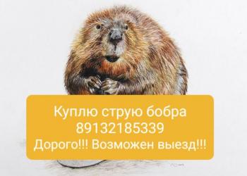 Куплю струю бобра. Дорого!!