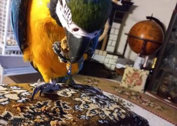 Попугай Ара