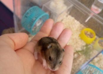 Джунгарские хомячки