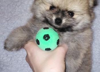 Щенки шпица