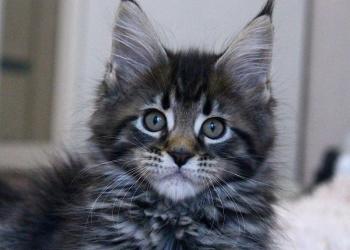 Девочка Мейн-Кун Лесного окраса