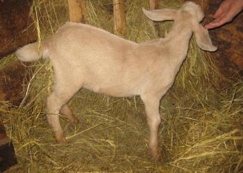 нубийский козлик