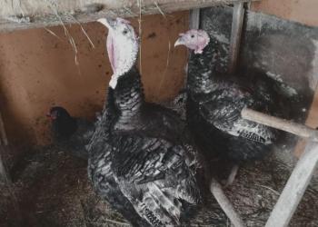 Продам мясо индюка.