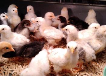 Цыплята Амераукана и Доминанты