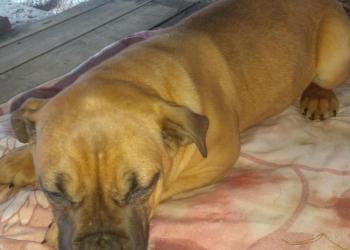 Южноафриканского бурбуль