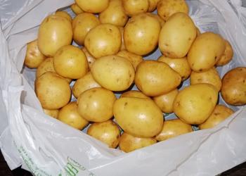 Картофель крупный