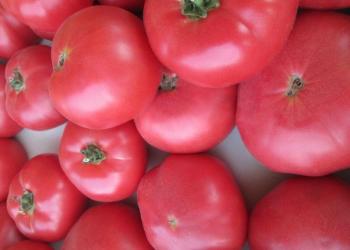 Томаты помидоры свежие оптом