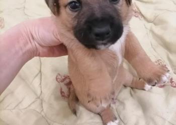 Джек рассел