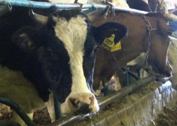 Продам корову на мясо