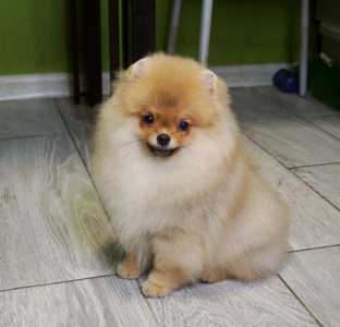 Щенки померанского шпица