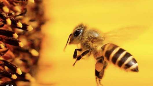 ПРОДАМ ПЧЕЛ