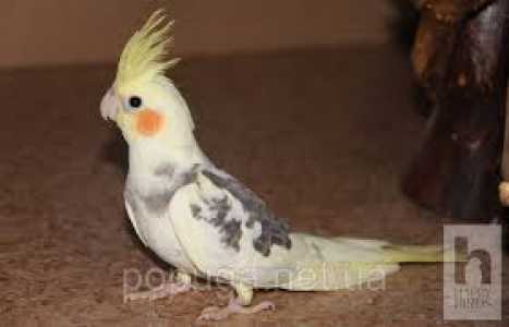 Птицы корелла