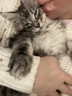 Котята Мейн-Кун