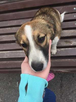 Щенок девочка в добрые руки