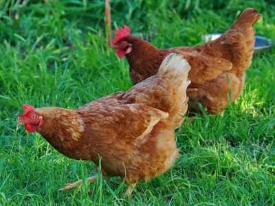 Куры несушки молодки