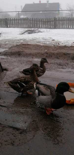 Подсадные утки