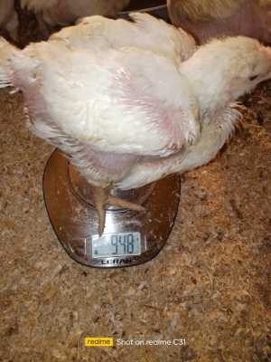 Бройлер подрощенный