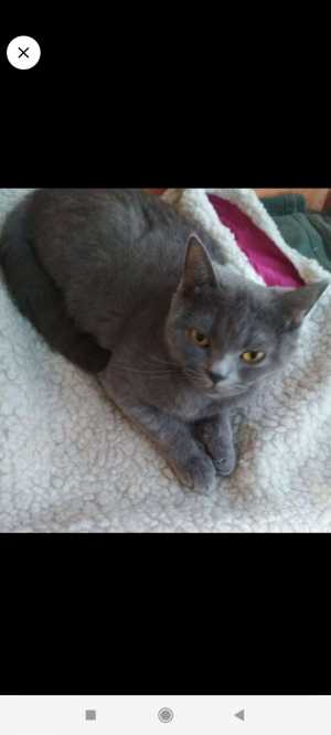 Отдам даром