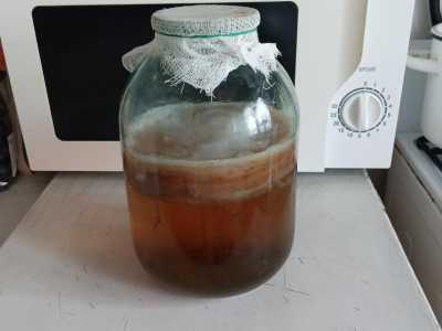 Тибетский чайный гриб