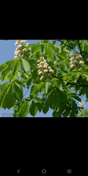 Саженцы каштана