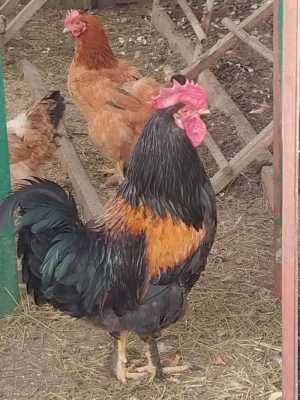 Продаётся молодой петух