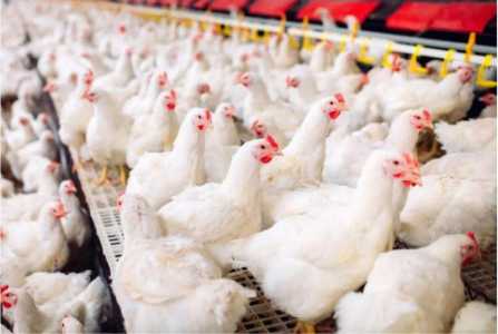 Цыплята бройлеры.