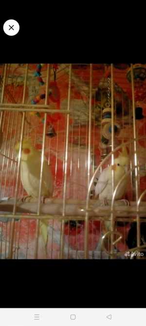 Попугаи кареллы